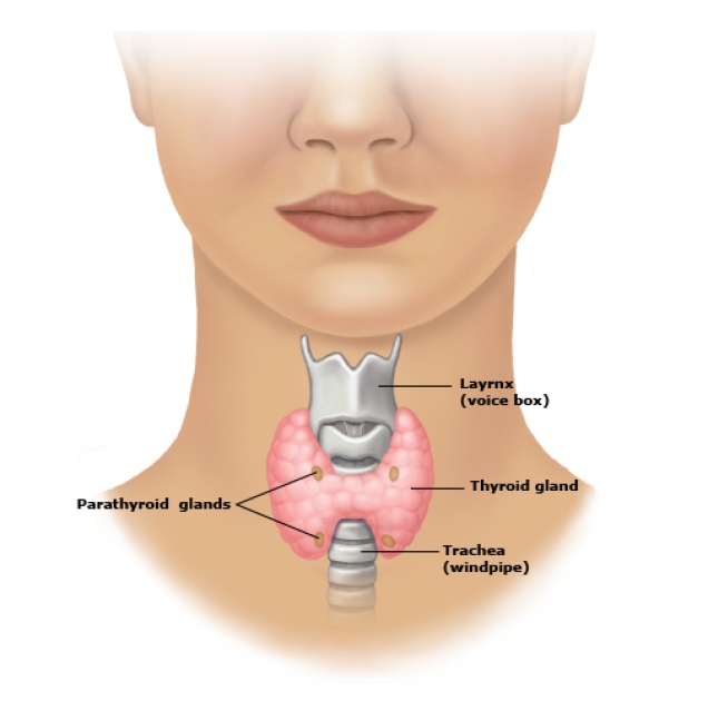 Thyroid_anatomy_PI